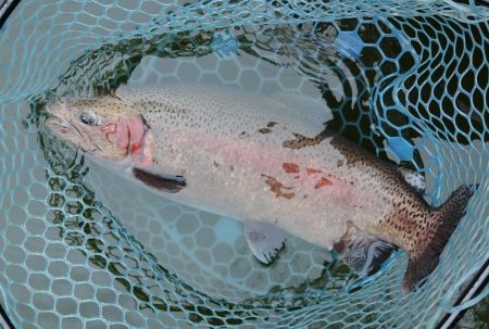 雨のトラポンで爆釣！ ～岡崎トラウトポンド～